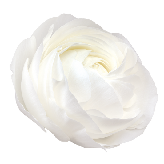 Italian Ranunculus 'Elegance Bianco 701-12' - 25 SEEDS (PRE-ORDER)