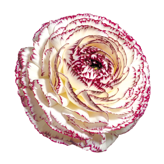 Italian Ranunculus 'Elegance Bianco Striato 48-14' - 25 SEEDS (PRE-ORDER)