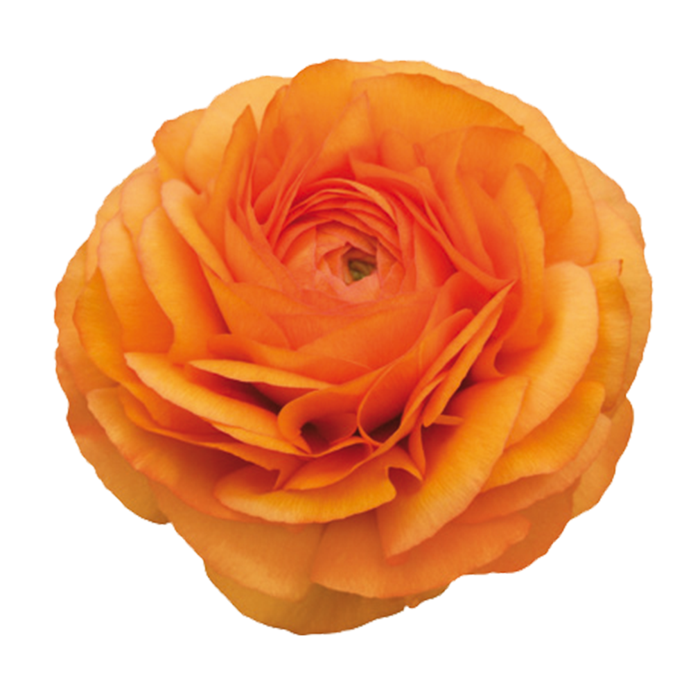 Italian Ranunculus 'Elegance Clementine 03-8' - 25 SEEDS (PRE-ORDER)