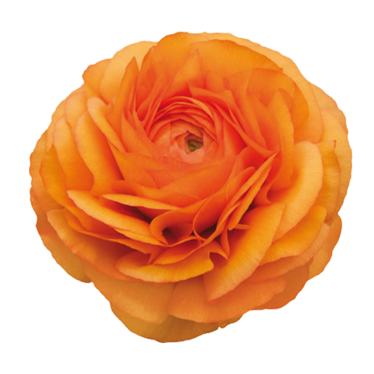 Italian Ranunculus 'Elegance Clementine 03-8' - 25 SEEDS (PRE-ORDER)