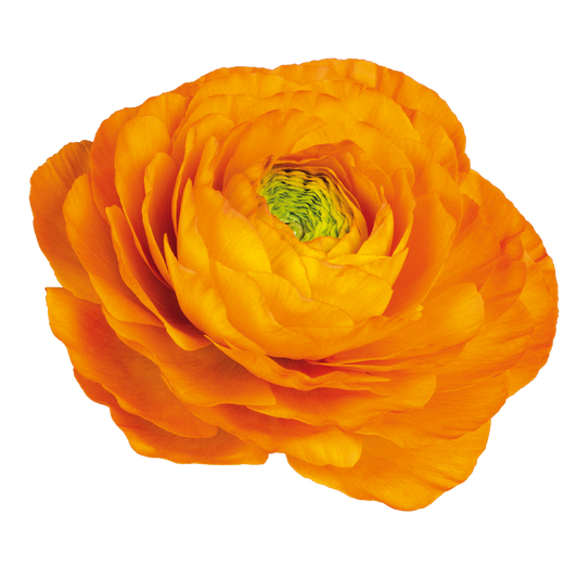 Italian Ranunculus 'Elegance Clementine 1A14' - 25 SEEDS (PRE-ORDER)