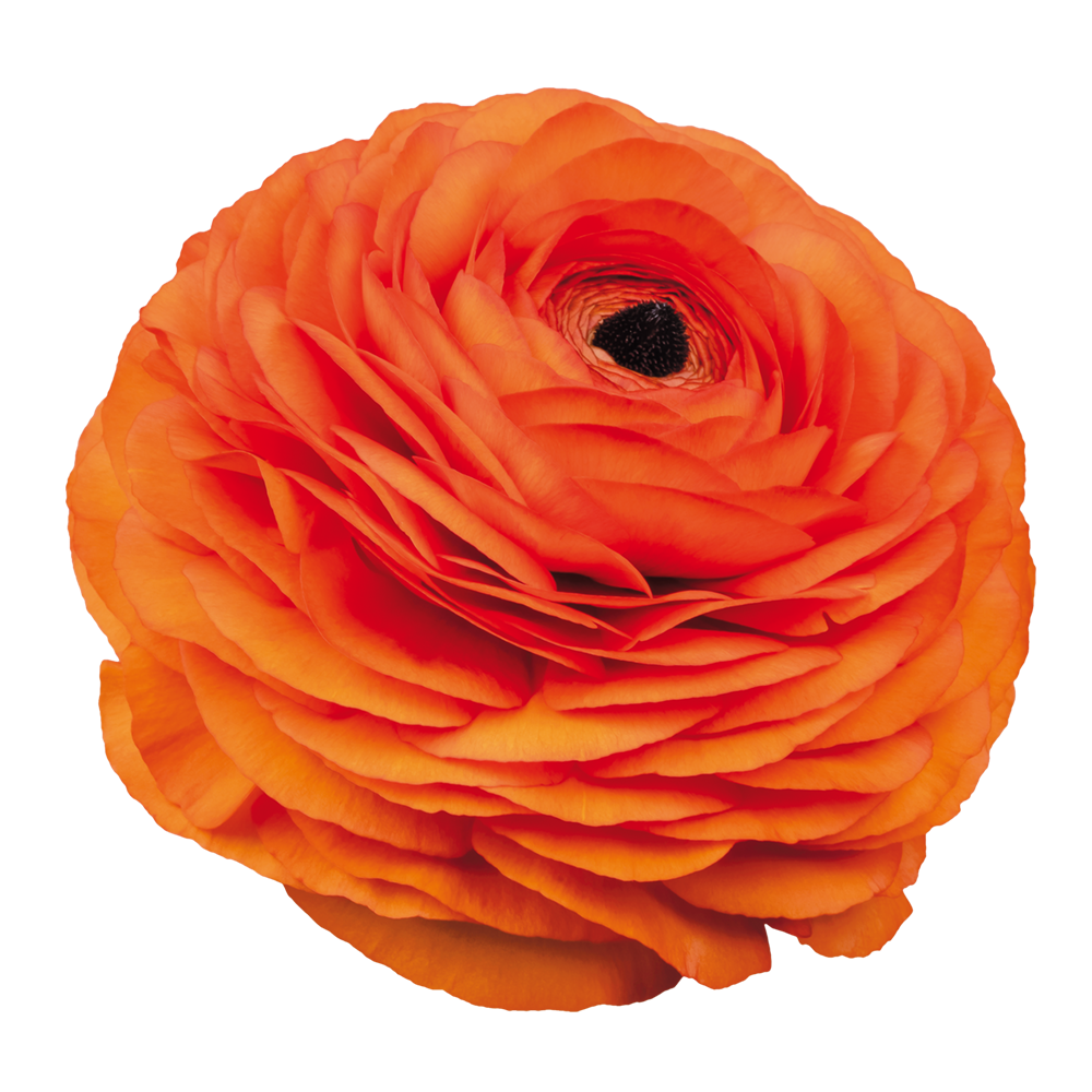 Italian Ranunculus 'Elegance Clementine 1A16' - 25 SEEDS (PRE-ORDER)