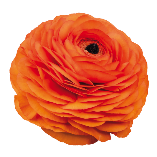 Italian Ranunculus 'Elegance Clementine 1A16' - 25 SEEDS (PRE-ORDER)