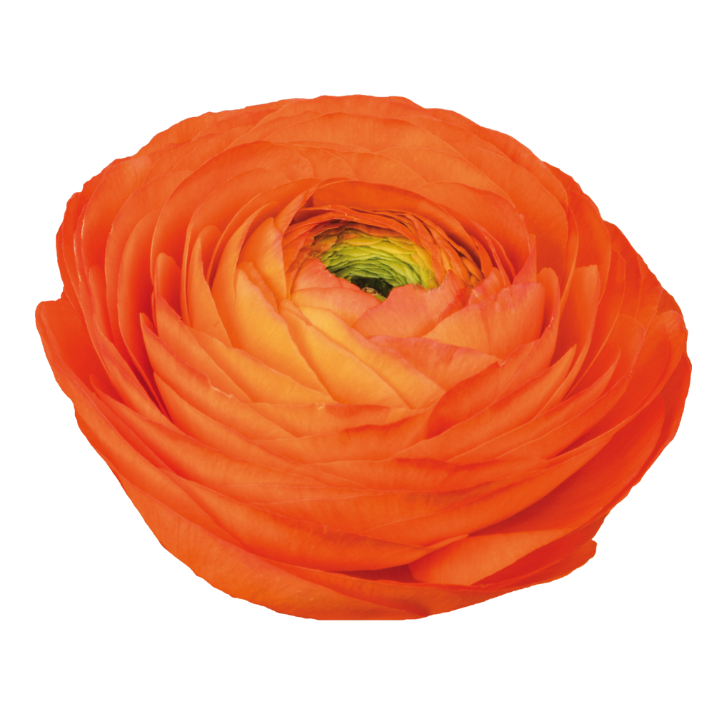 Italian Ranunculus 'Elegance Clementine 40-10' - 25 SEEDS (PRE-ORDER)