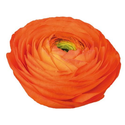 Italian Ranunculus 'Elegance Clementine 40-10' - 25 SEEDS (PRE-ORDER)