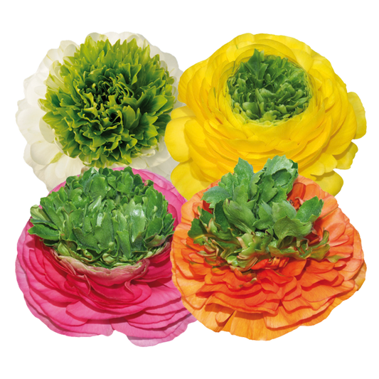 Italian Ranunculus 'Elegance Festival Mix' - 25 SEEDS (PRE-ORDER)