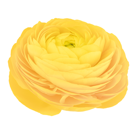 Italian Ranunculus 'Elegance Giallo 21-10' - 25 SEEDS (PRE-ORDER)