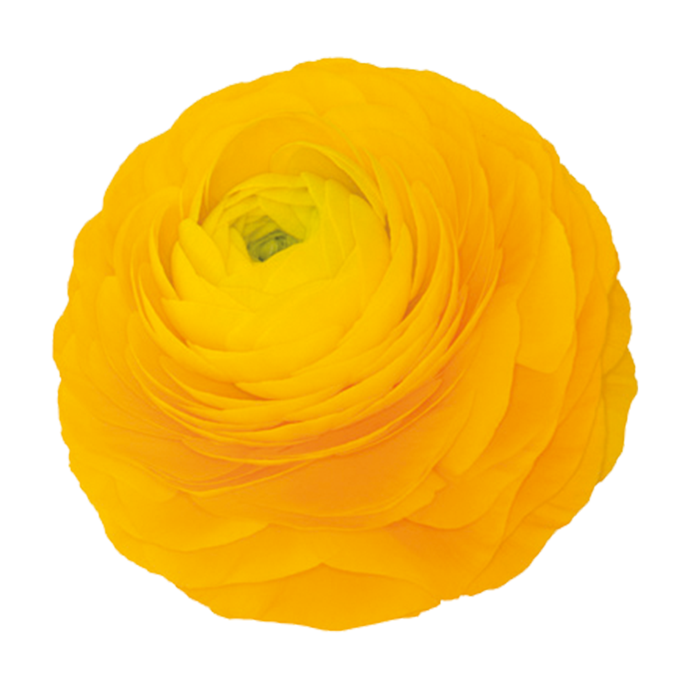 Italian Ranunculus 'Elegance Giallo 54-09' - 25 SEEDS (PRE-ORDER)