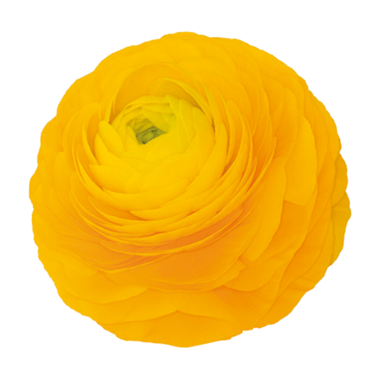 Italian Ranunculus 'Elegance Giallo 54-09' - 25 SEEDS (PRE-ORDER)