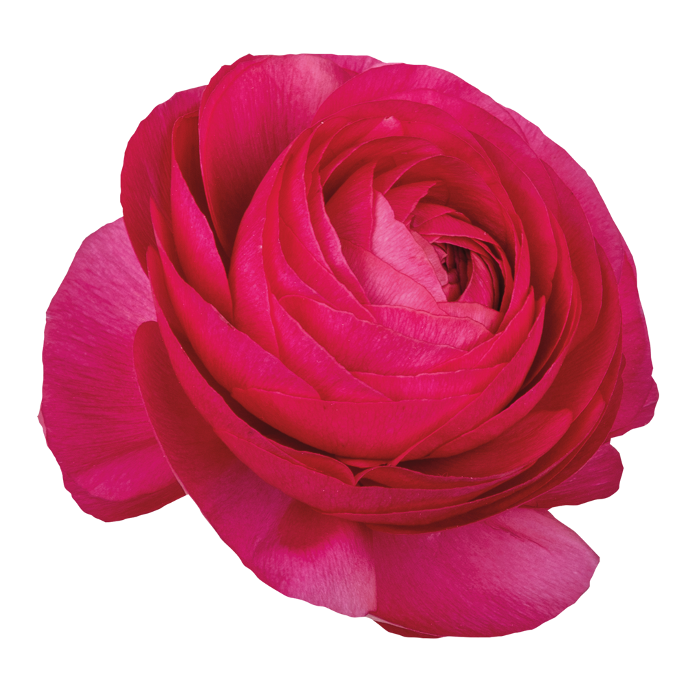 Italian Ranunculus 'Elegance Hot Pink 722-12' - 25 SEEDS (PRE-ORDER)