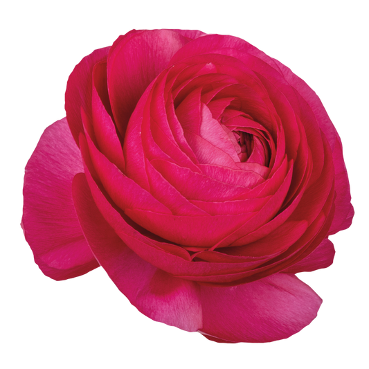Italian Ranunculus 'Elegance Hot Pink 722-12' - 25 SEEDS (PRE-ORDER)