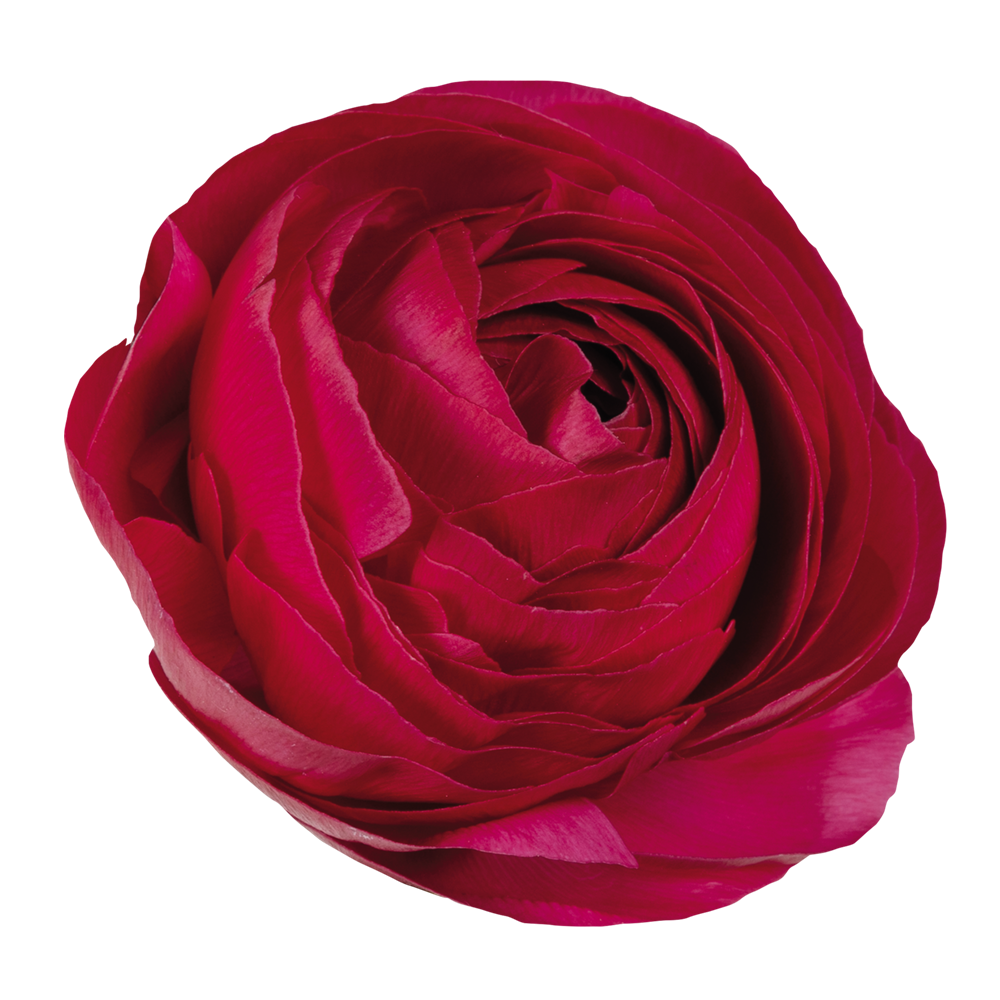 Italian Ranunculus 'Elegance Hot Pink 95-08' - 25 SEEDS (PRE-ORDER)