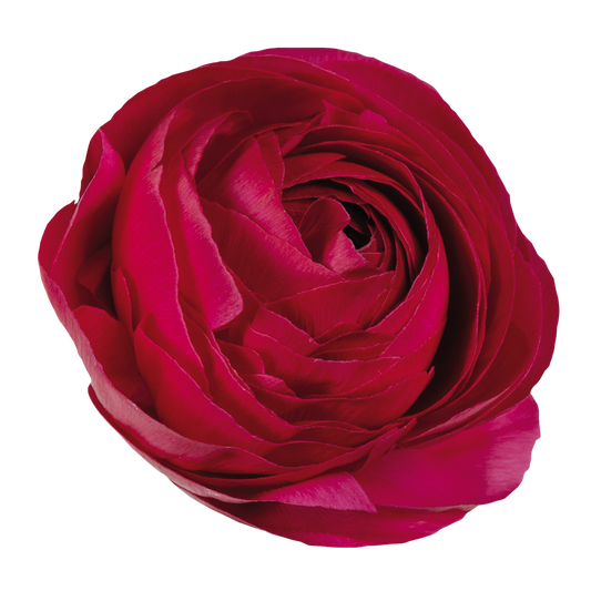 Italian Ranunculus 'Elegance Hot Pink 95-08' - 25 SEEDS (PRE-ORDER)