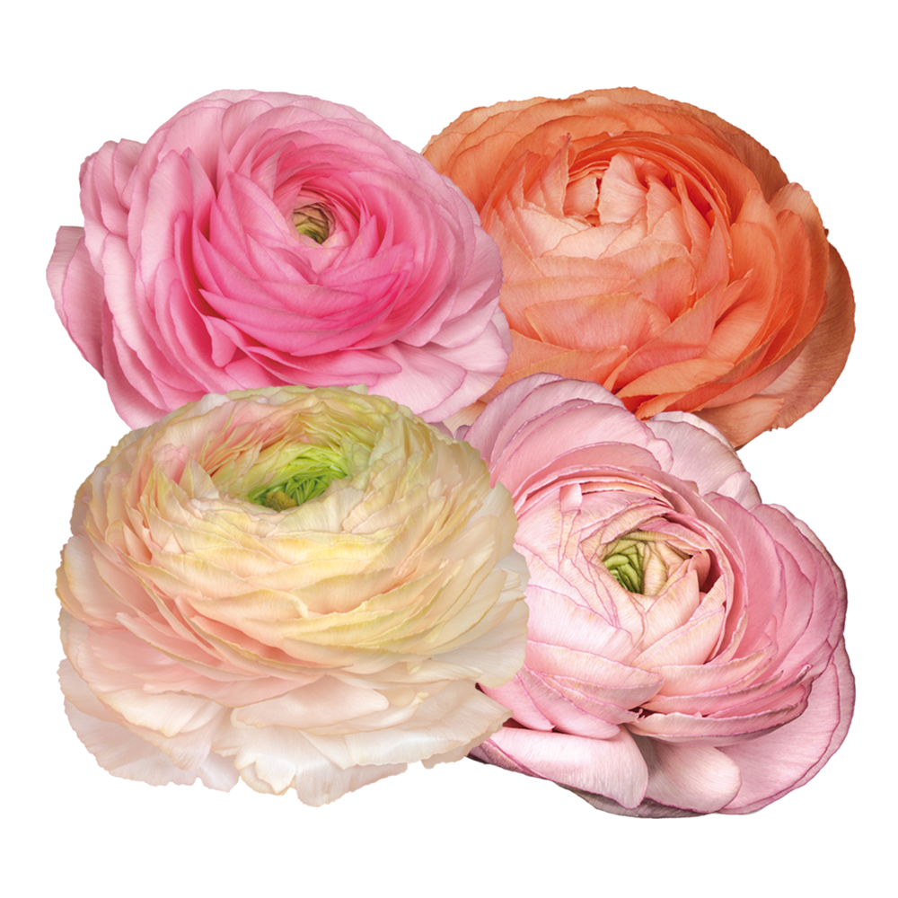 Italian Ranunculus 'Elegance Pastello 102-14' - 25 SEEDS (PRE-ORDER)