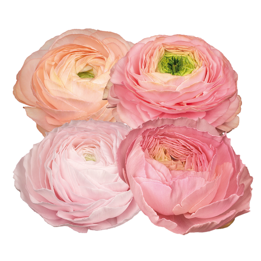 Italian Ranunculus 'Elegance Pastello 127-00' - 25 SEEDS (PRE-ORDER)