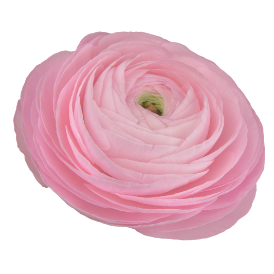 Italian Ranunculus 'Elegance Rosa Chiaro 2P10' - 25 SEEDS (PRE-ORDER)