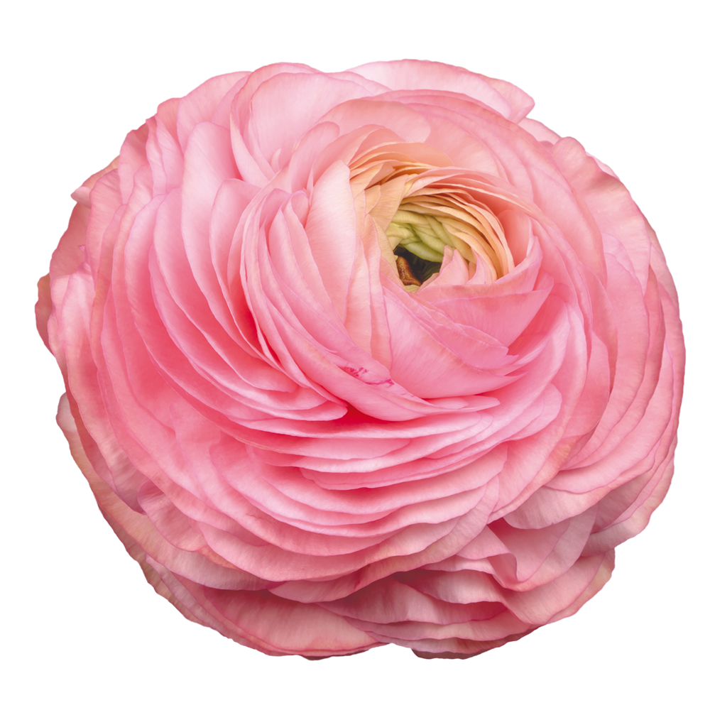 Italian Ranunculus 'Elegance Rosa Chiaro 77-15' - 25 SEEDS (PRE-ORDER)