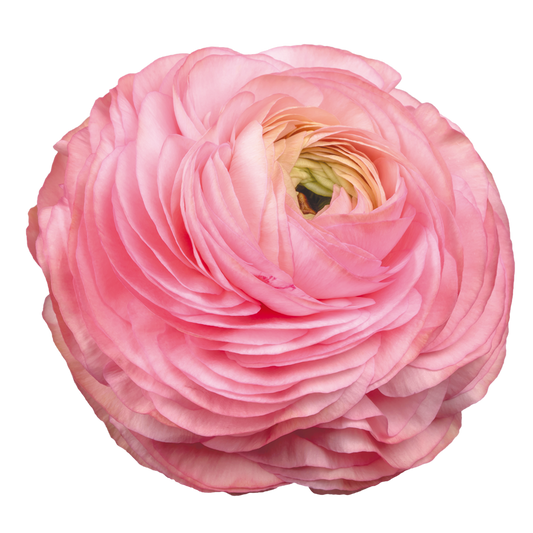 Italian Ranunculus 'Elegance Rosa Chiaro 77-15' - 25 SEEDS (PRE-ORDER)