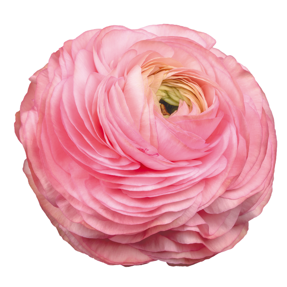 Italian Ranunculus 'Elegance Rosa Chiaro 77-15' - 25 SEEDS (PRE-ORDER ...