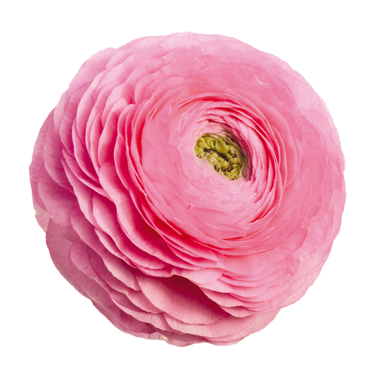 Italian Ranunculus 'Elegance Rosa Chiaro 78-08' - 25 SEEDS (PRE-ORDER)