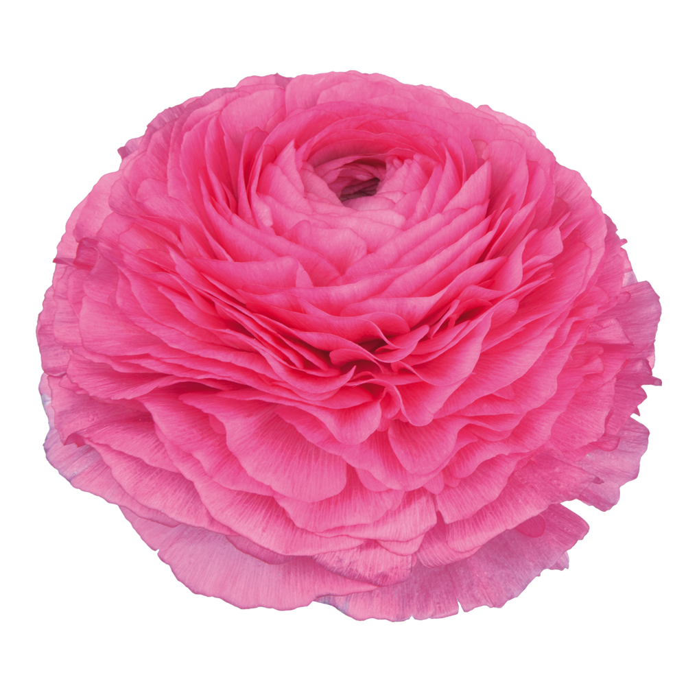 Italian Ranunculus 'Elegance Rosa Scuro 93-10' - 25 SEEDS (PRE-ORDER)