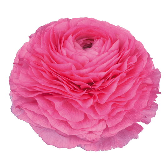 Italian Ranunculus 'Elegance Rosa Scuro 93-10' - 25 SEEDS (PRE-ORDER)