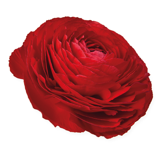 Italian Ranunculus 'Elegance Rosso 154-10' - 25 SEEDS (PRE-ORDER)