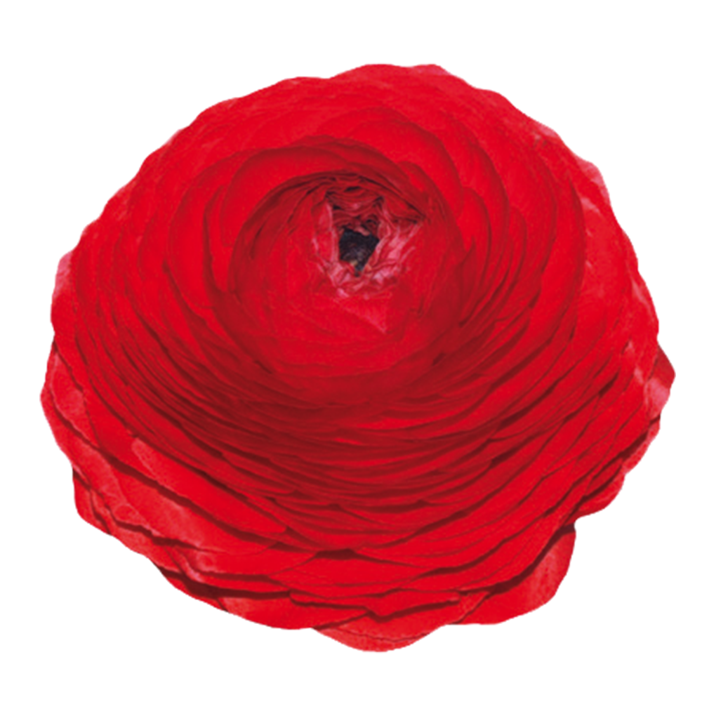 Italian Ranunculus 'Elegance Rosso 99-5' - 25 SEEDS (PRE-ORDER)