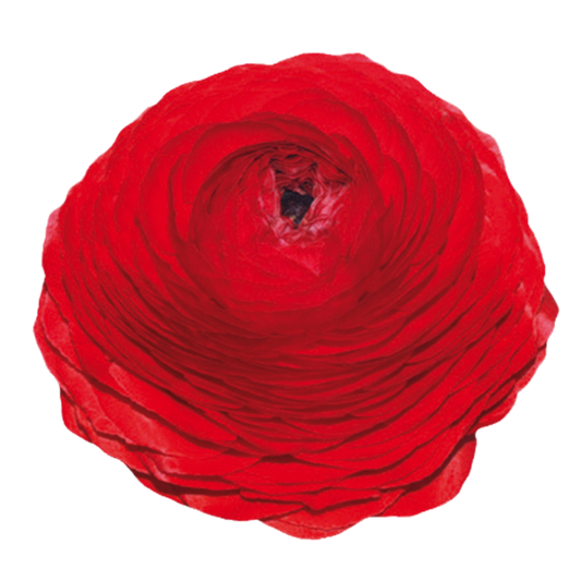 Italian Ranunculus 'Elegance Rosso 99-5' - 25 SEEDS (PRE-ORDER)