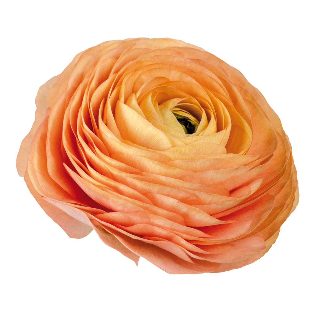 Italian Ranunculus 'Elegance Salmone 06' - 25 SEEDS (PRE-ORDER)