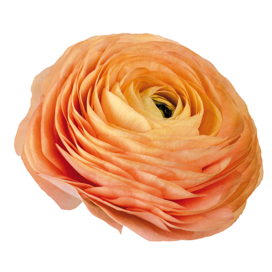 Italian Ranunculus 'Elegance Salmone 06' - 25 SEEDS (PRE-ORDER)