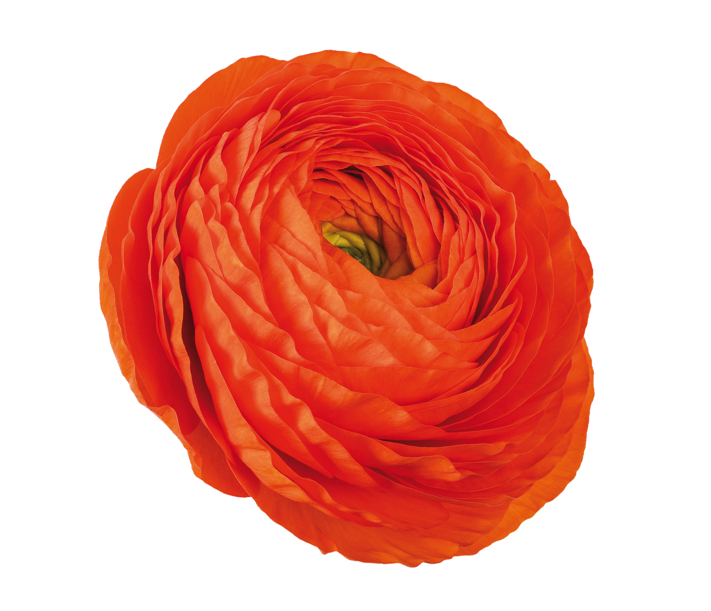 Italian Ranunculus 'Elegance Clementine 110-19' - 25 SEEDS