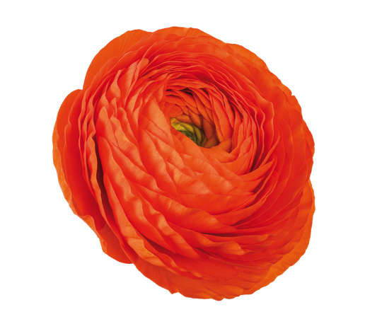 Italian Ranunculus 'Elegance Clementine 110-19' - 25 SEEDS