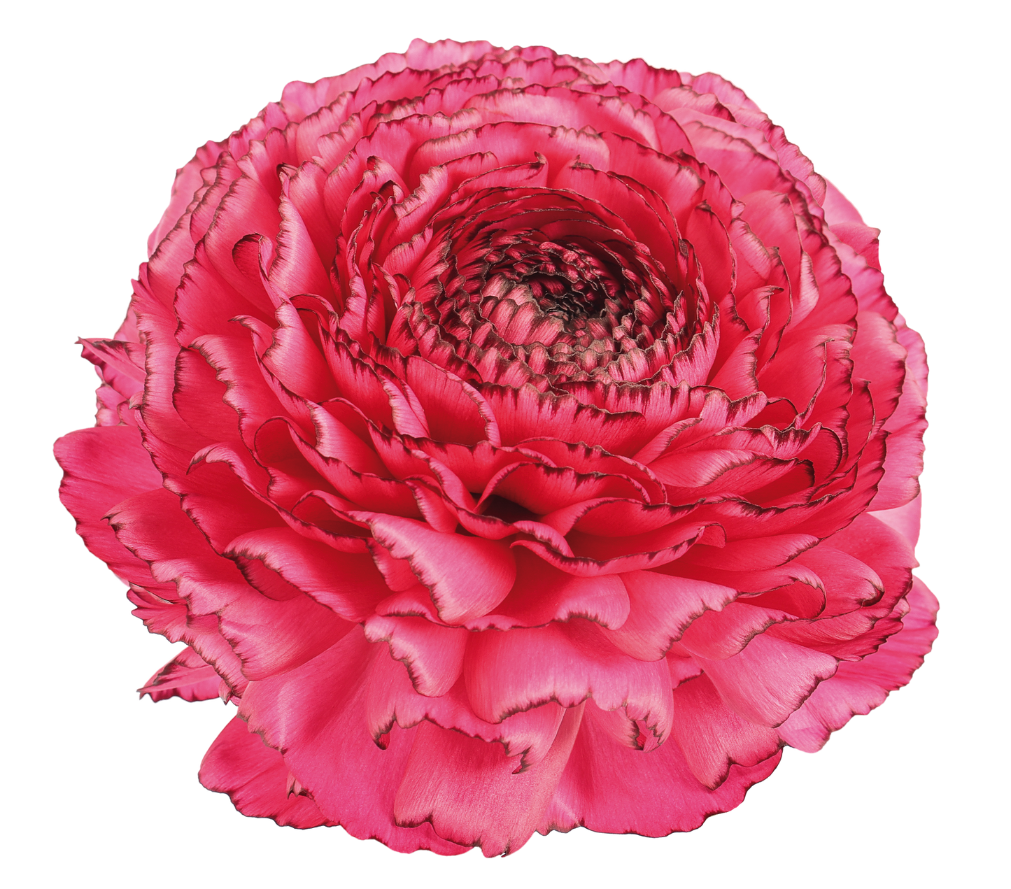 Italian Ranunculus 'Elegance Hot Pink Striato 747-19' - 25 SEEDS
