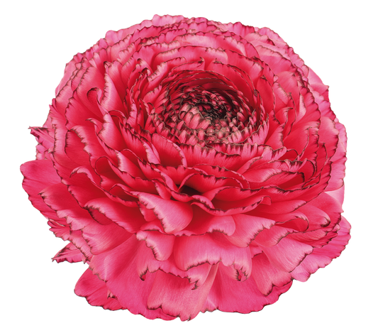 Italian Ranunculus 'Elegance Hot Pink Striato 747-19' - 25 SEEDS