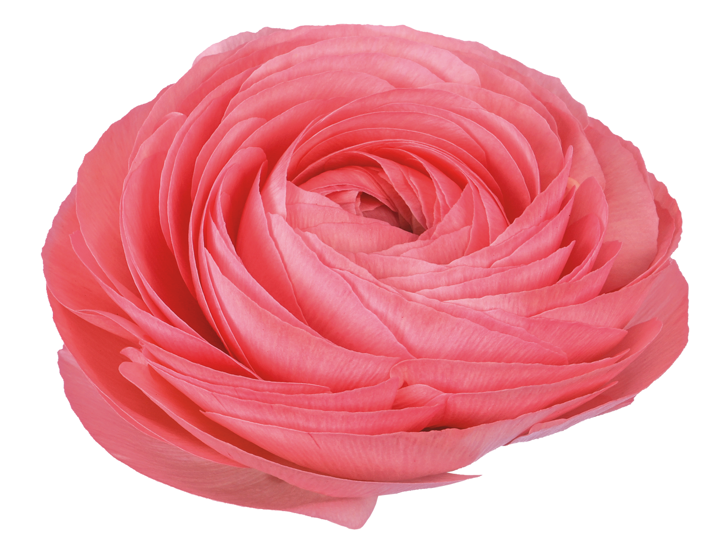 Italian Ranunculus 'Elegance Rosa Chiaro 425-18' - 25 SEEDS