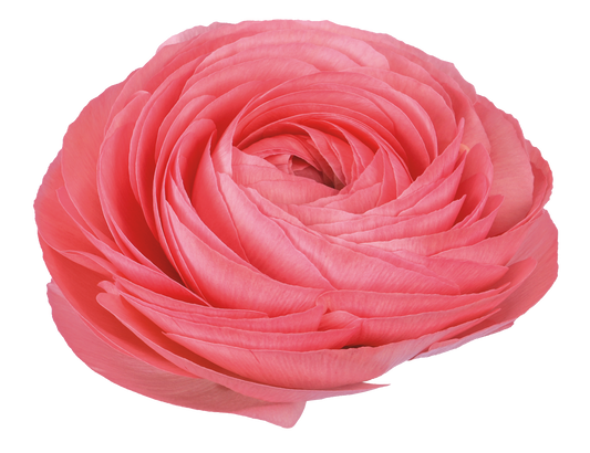 Italian Ranunculus 'Elegance Rosa Chiaro 425-18' - 25 SEEDS