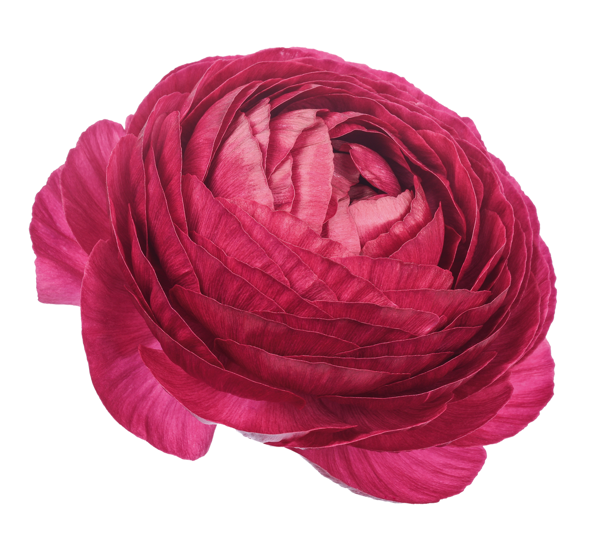 Italian Ranunculus 'Elegance Viola 104-20' - 25 SEEDS
