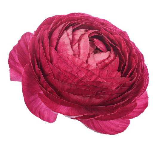 Italian Ranunculus 'Elegance Viola 104-20' - 25 SEEDS