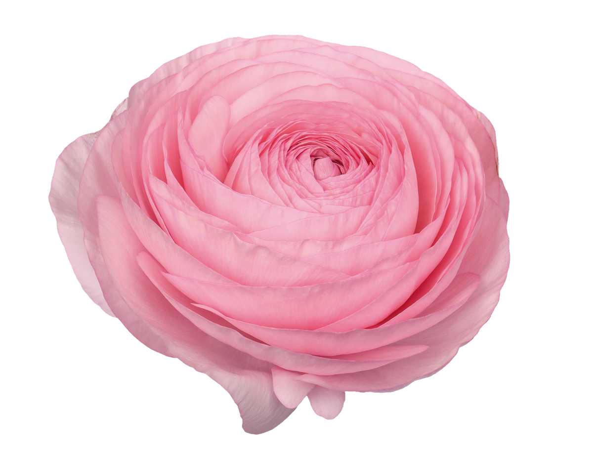 Italian Ranunculus 'Elegance Rosa 295-18' - 25 SEEDS