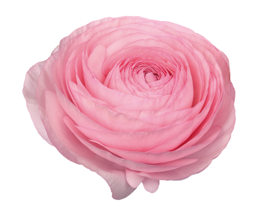 Italian Ranunculus 'Elegance Rosa 295-18' - 25 SEEDS