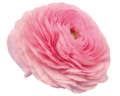 Italian Ranunculus 'Elegance Rosa Chiaro 299-18' - 25 SEEDS