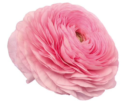 Italian Ranunculus 'Elegance Rosa Chiaro 299-18' - 25 SEEDS