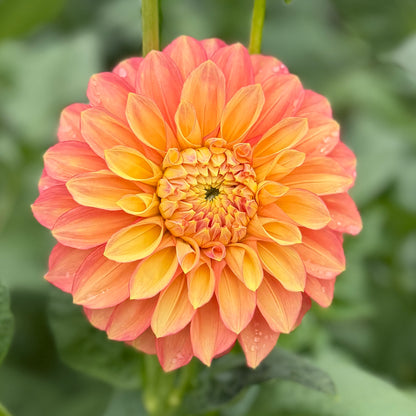Everbloom Rockmelon