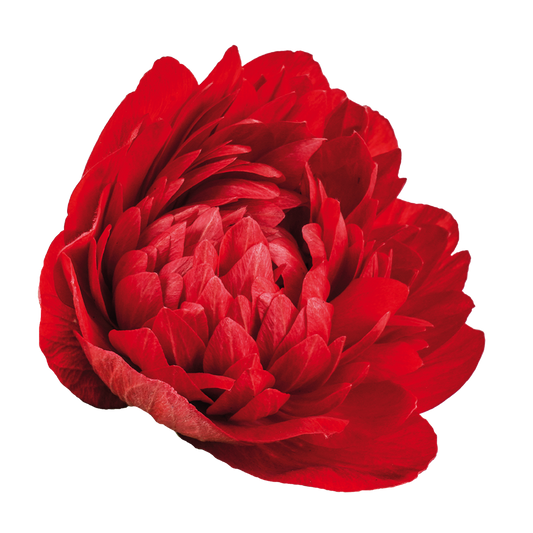 Italian Anemone 'Levante Rosso' - 25 SEEDS (PRE-ORDER)