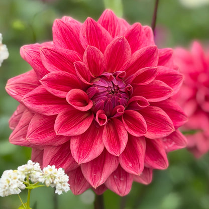 Lileah Russet Rose