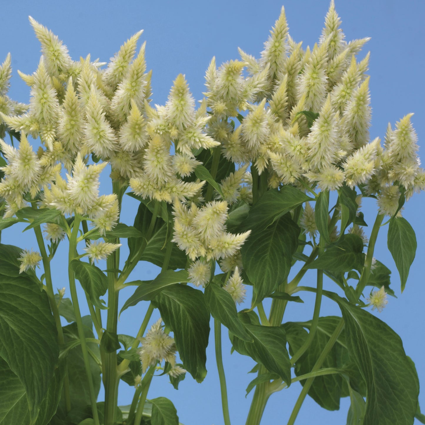 Celosia 'Celway White' - 25 SEEDS