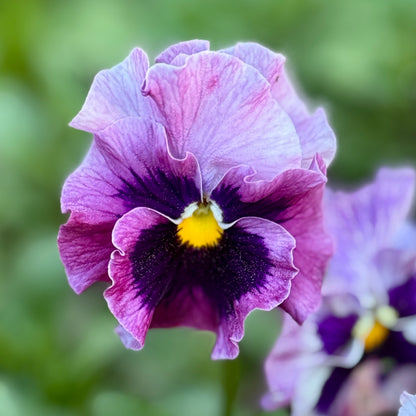 Italian Pansy 'Flamenco Tri-Colour Rose' - 25 SEEDS