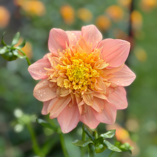 Everbloom Lioness