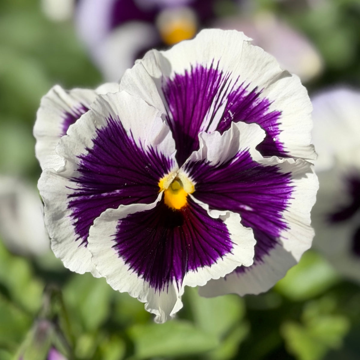 Italian Pansy 'Flamenco White with Blotch' - 25 SEEDS